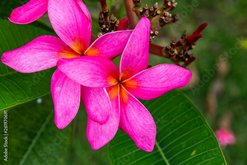 Frangipani flowers on tree