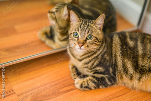 Beautiful short hair cat lying on the floor at home