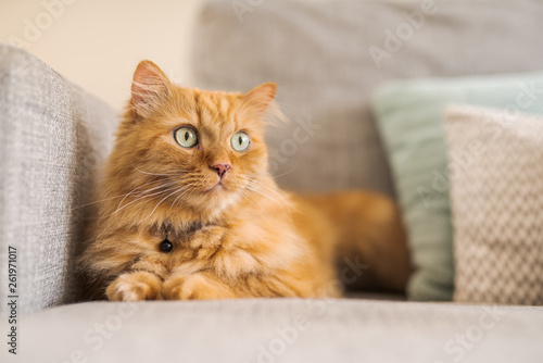 Fotografie, Obraz Beautiful ginger long hair cat lying on the sofa on a sunny day at home