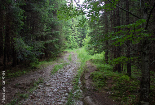 Trekking in the Carpathians through Petros to Hoverla along the Montenegrin ridge to Pop Ivan