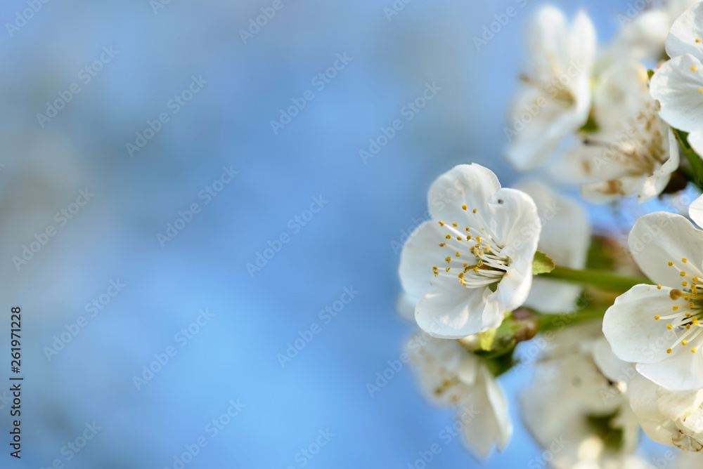 close on pretty white flowers of a cherry tree on blue sky in spring