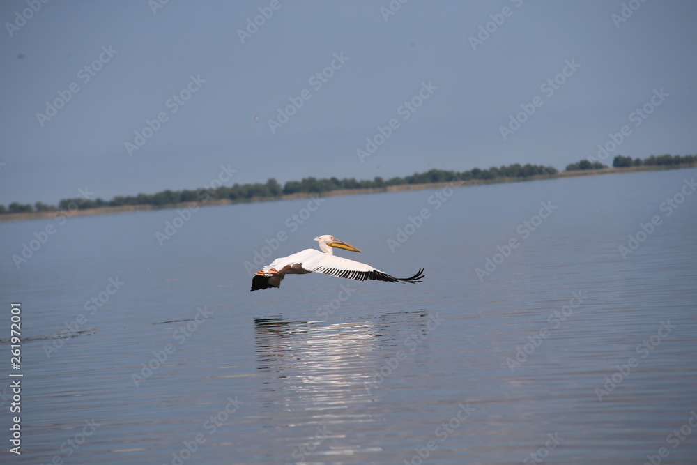 Fototapeta premium Pelican