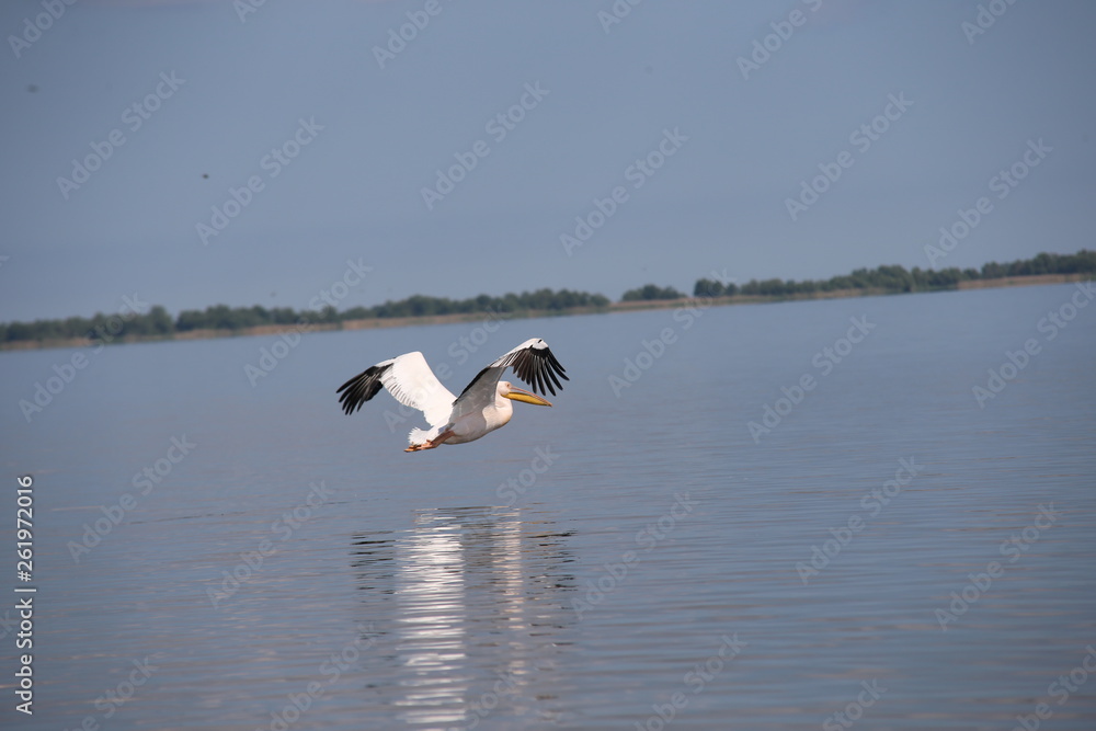 Naklejka premium Pelican