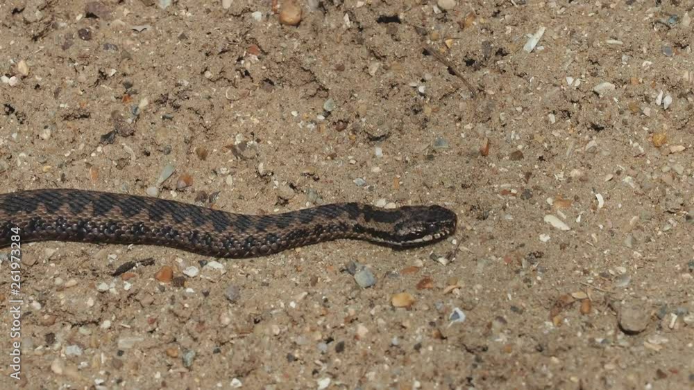 Male Adder ( Vipera berus ) slithering Male Adder ( Vipera berus ) slithering