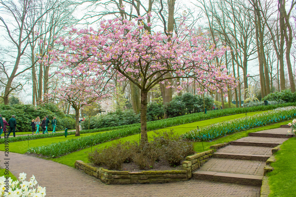 Obraz premium Keukenhof, The Netherlands. Blooming colorful flower beds cover the whole garden park. Tulip fields and cherry blossoms make this botanical wonderland a popular destination for tourists.
