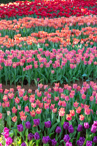 Purple and red tulip in garden.