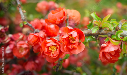 Photographie Blooming japanese red quince