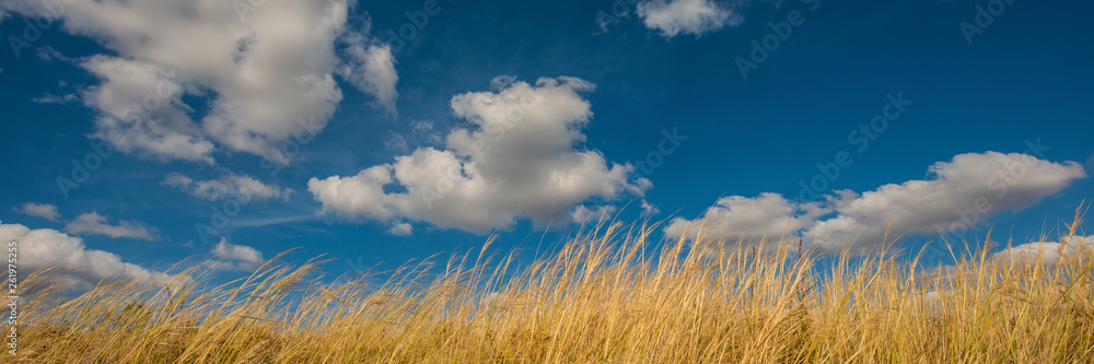 white clouds against the blue sky and dry grass to a feather grass. Web banner. white clouds against the blue sky and dry grass to a feather grass. Web banner.