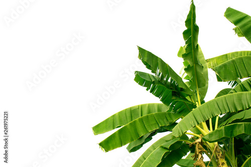 Banana leaf isolated on white background