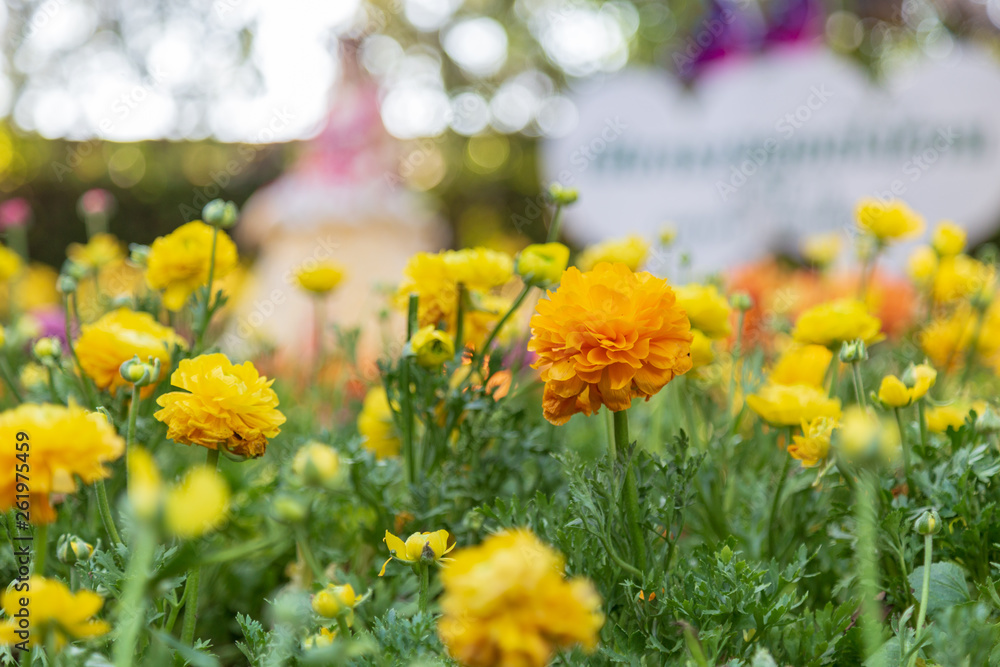 Fototapeta premium Yellow Ranunculus in the garden