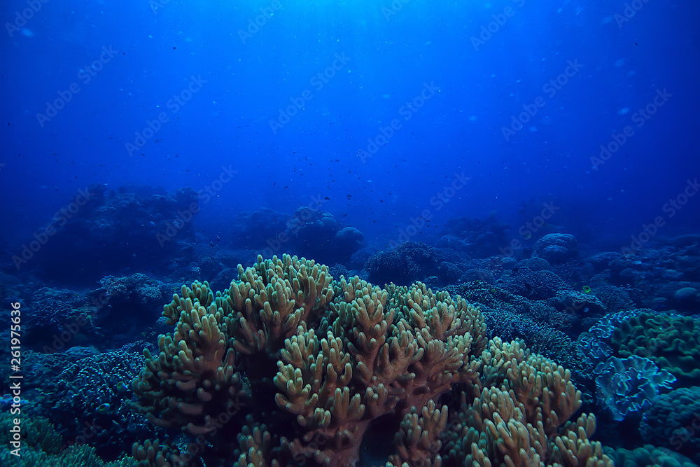 custom made wallpaper toronto digitalunderwater world / blue sea wilderness, world ocean, amazing underwater