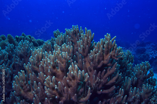 underwater sponge marine life   coral reef underwater scene abstract ocean landscape with sponge