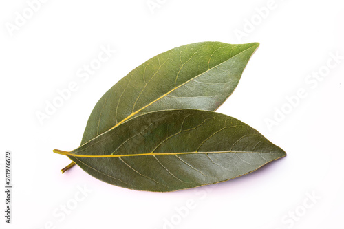 fresh bay leaf