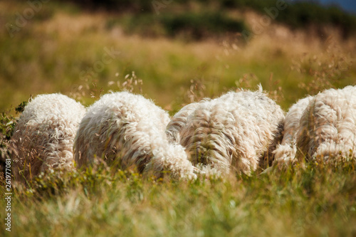 a flock of sheep in the mountains