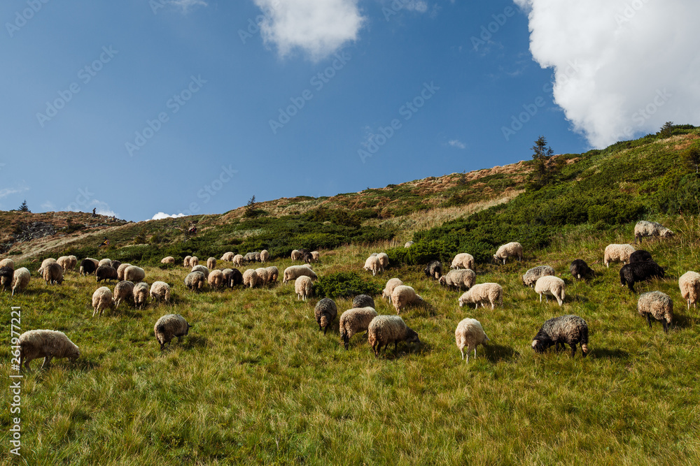 Obraz premium a flock of sheep in the mountains