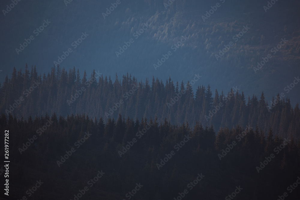 silhouettes of fir trees in the mountains