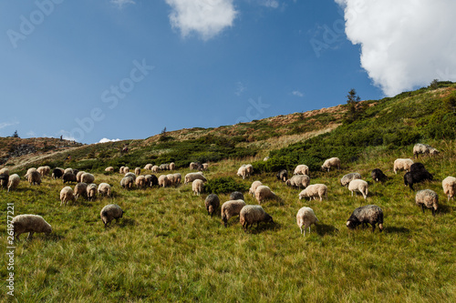 a flock of sheep in the mountains