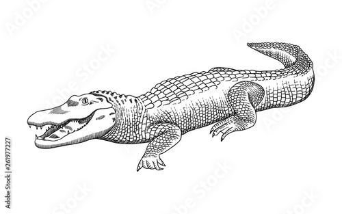 Hand drawn pencil graphics  crocodile  alligator  croc. Engraving  stencil style. Black and white logo  sign  emblem  symbol. Stamp  seal. Simple illustration. Sketch.