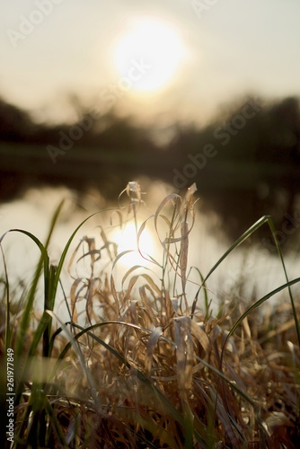 Gras im Sonnenuntergang