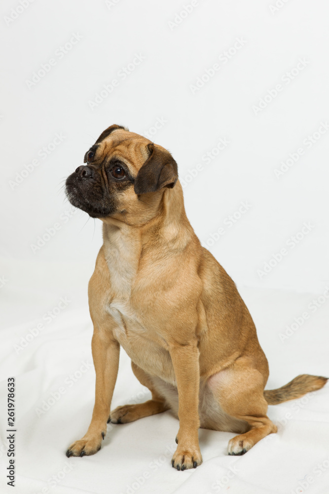 Obraz premium Mops Mischling im Fotostudio
