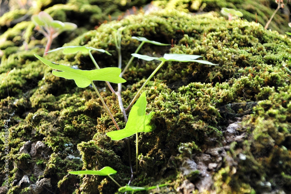 Moss texture with plant on a tree bark Moss texture with plant on a tree bark