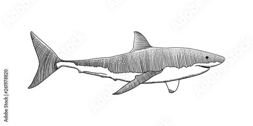 Great white shark hand drawing vintage engraving illustration