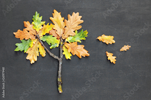 Autumn fall concept. Oak tree Quercus made from twig and yellow red leaves on blackboard background. Top view
