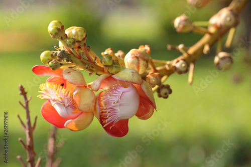 Shorea robusta,Shorea robusta tree, Shorea robusta Flower, Beautiful flower