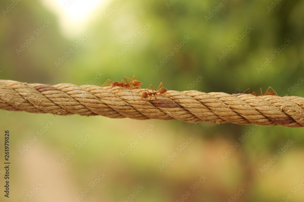 groups of red weaver ants busy in the morning, walking in line over a woven rope in a plantation farm in Northern Thailand, Southeast Asia groups of red weaver ants busy in the morning, walking in line over a woven rope in a plantation farm in Northern Thailand, Southeast Asia
