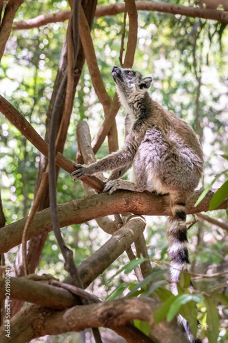 Fototapeta Naklejka Na Ścianę i Meble -  Ring-tailed lemur, Lemur catta, in its natural environment in Madagascar