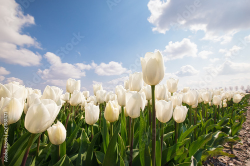 white tulip field an d blue sky photo