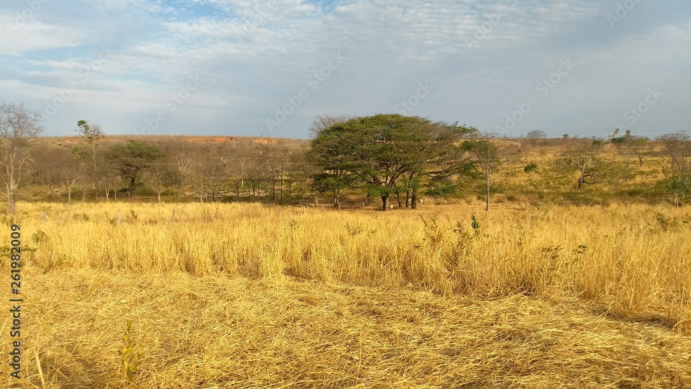 Fototapeta premium field and blue sky