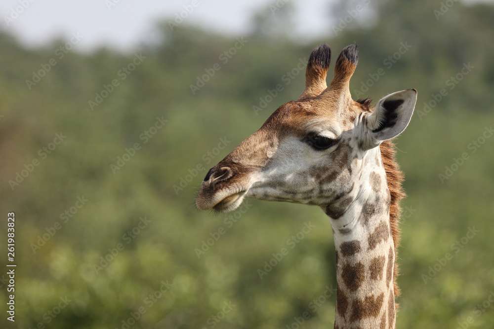 Obraz premium Giraffe / Giraffe / Giraffa Camelopardalis