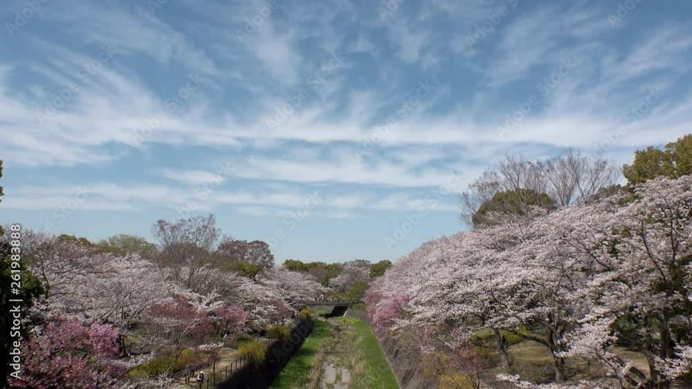 TACHIKAWA, TOKYO, JAPAN - CIRCA APRIL 2019 : CHERRY BLOSSOMS in park. Spring season. TACHIKAWA, TOKYO, JAPAN - CIRCA APRIL 2019 : CHERRY BLOSSOMS in park. Spring season.