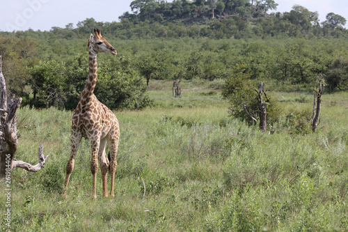 Giraffe / Giraffe / Giraffa Camelopardalis