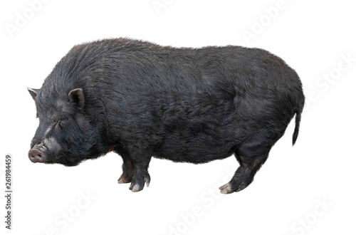 old big black pig isolated