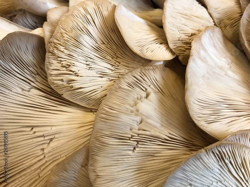 Oyster mushrooms on white background