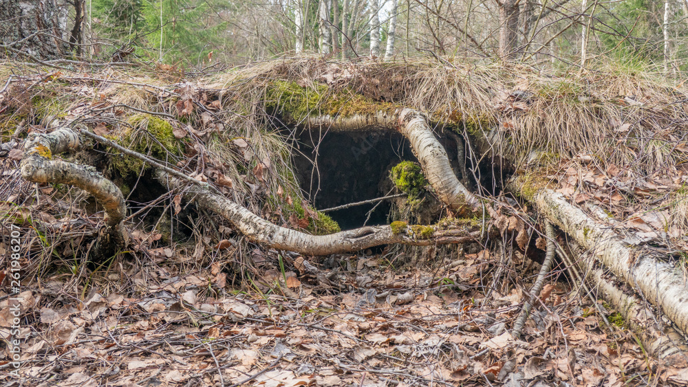 hole in roots in forest hole in roots in forest