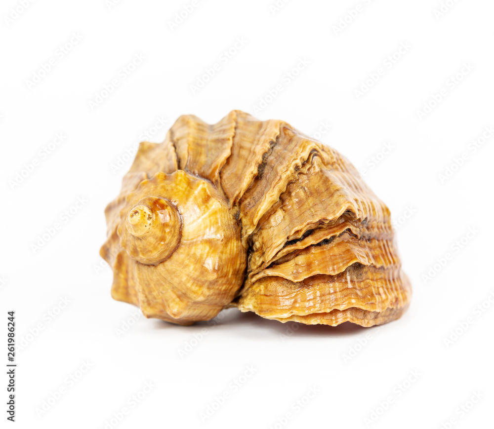 Beautiful sea shell rapana closeup on white background