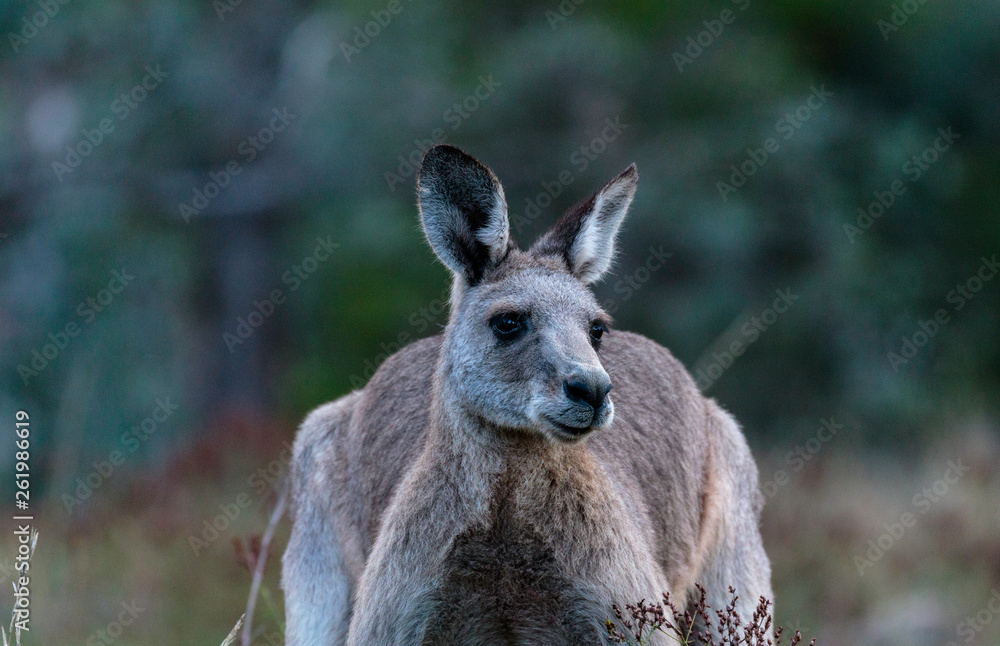 A head view, rightside, of a male Eastern Grey Kangaroo at Red Hill Nature Reserve, Canberra, Australia during the morning of April 2019 A head view, rightside, of a male Eastern Grey Kangaroo at Red Hill Nature Reserve, Canberra, Australia during the morning of April 2019