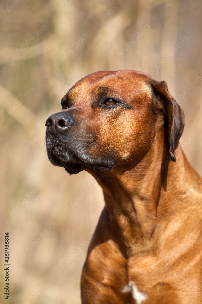 Hund Hunderasse Rhodesian Ridgeback Porträt