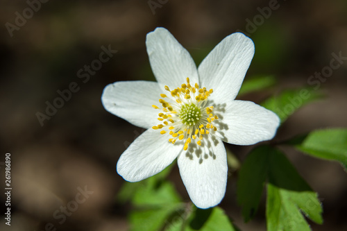 One white wood anemone in a close-up