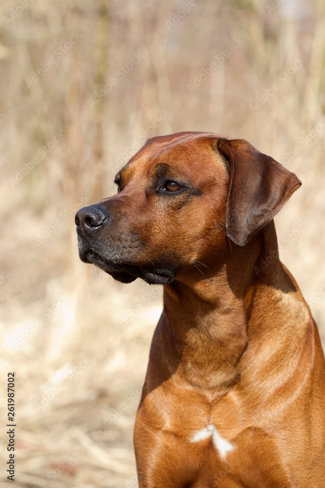 hübscher Rhodesian Ridgeback Rüde im Portrait sitzt auf einem Feld, schönes Profil von einem Rassehund hübscher Rhodesian Ridgeback Rüde im Portrait sitzt auf einem Feld, schönes Profil von einem Rassehund