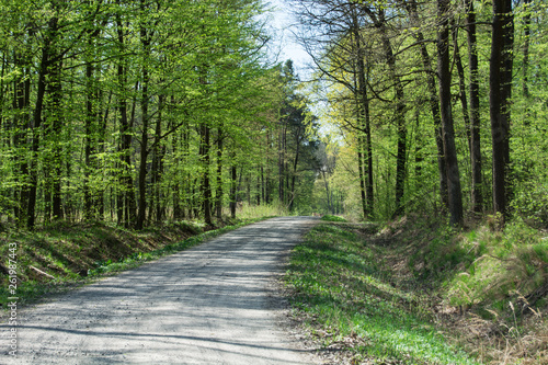 Road through the spring green forest