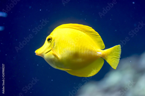 Blurry photo of a Yellow tang fish Zebrasoma flavescens in a sea aquarium
