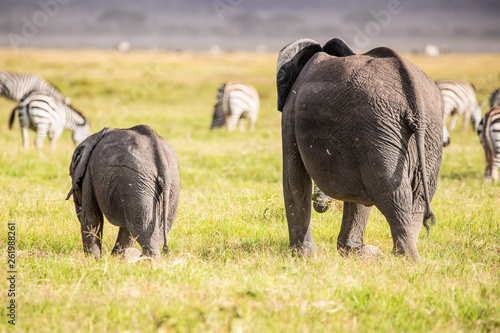 Elefanten-Mama und Kind laufen nebeneinander in der afrikanischen Savanne auf eine Zebra-Herde im Hintergrund zut photo