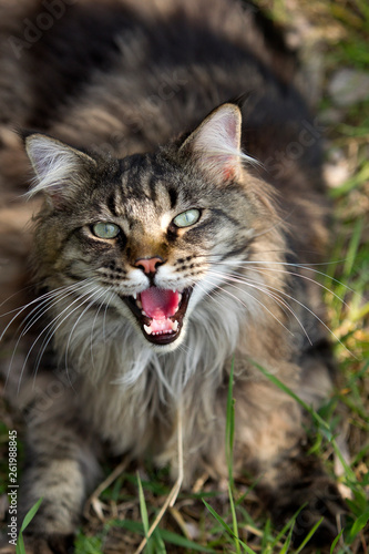 Norwegische Waldkatze