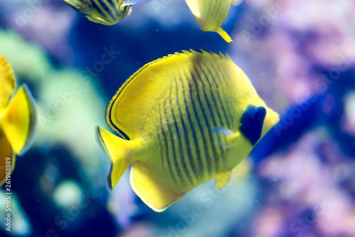 Blurry photo of a Bluecheek butterflyfish Chaetodon semilarvatus in a sea aquarium photo