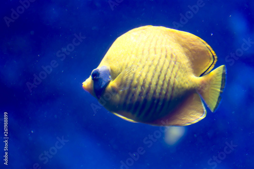 Blurry photo of a Bluecheek butterflyfish Chaetodon semilarvatus in a sea aquarium photo