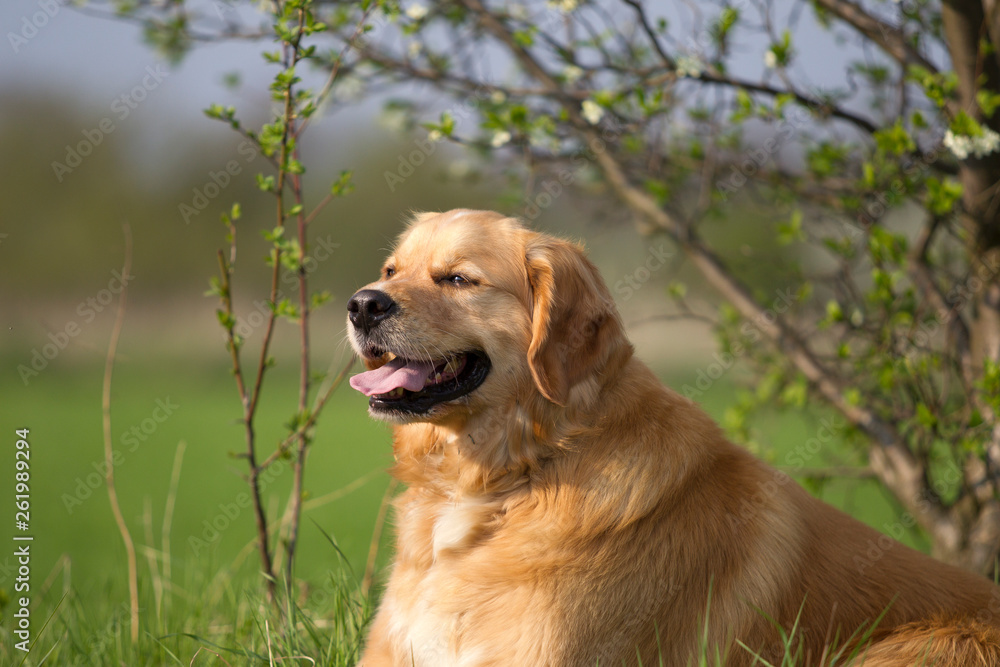 Golden Retriever Mix Golden Retriever Mix